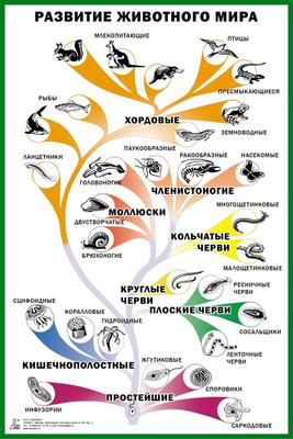 Таблица «Развитие животного мира»
